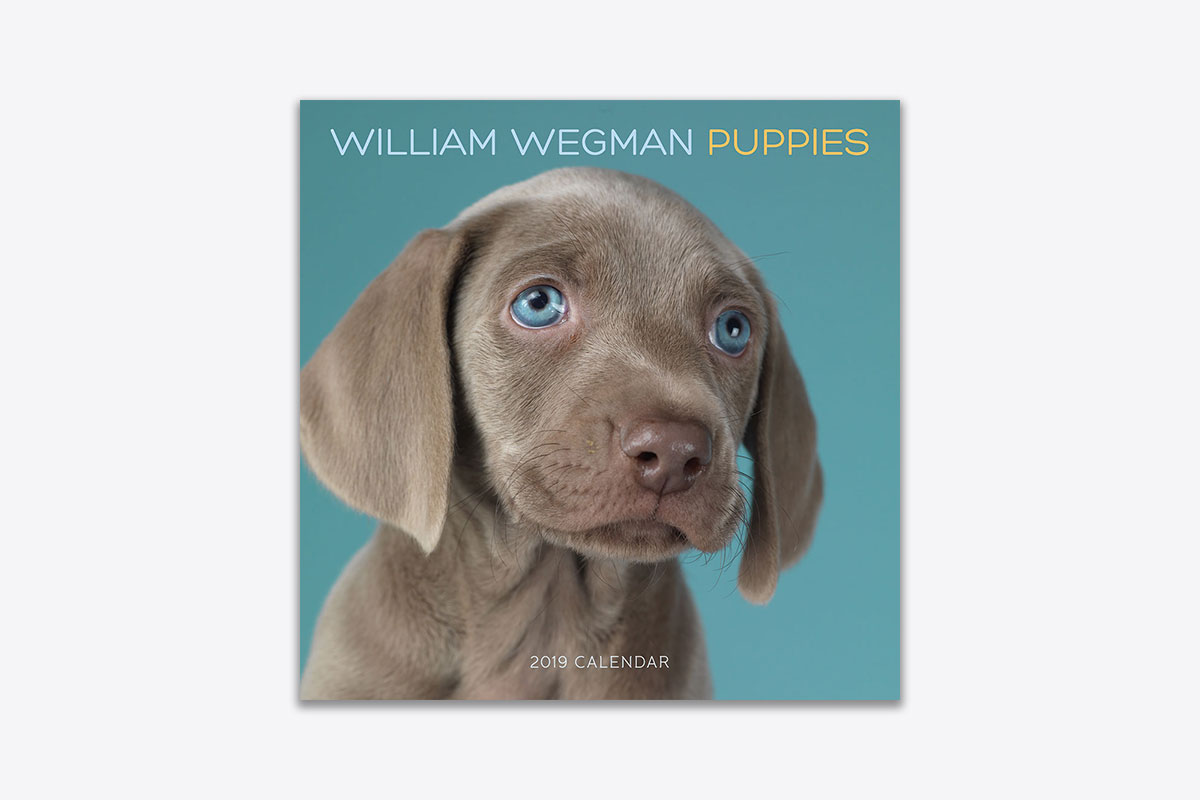 William Wegman Puppies 2019 Wall Calendar (Wall) ABRAMS