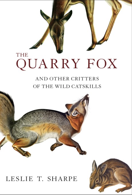 Cover image for Quarry Fox And Other Critters of the Wild Catskills