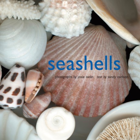 Cover image for Seashells Photographs