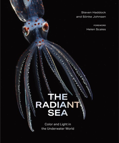 Cover image for Radiant Sea Color and Light In the Underwater World