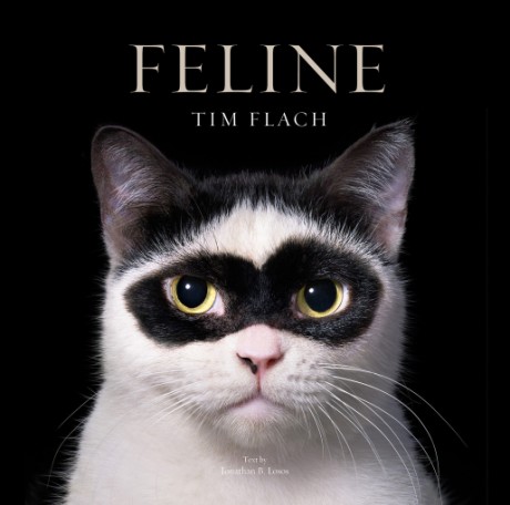 Cover image for Feline Photographs